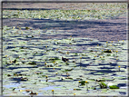 foto Lago di Fimon
